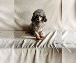 Small Photo #1 Poodle (Miniature) Puppy For Sale in MUNFORDVILLE, KY, USA