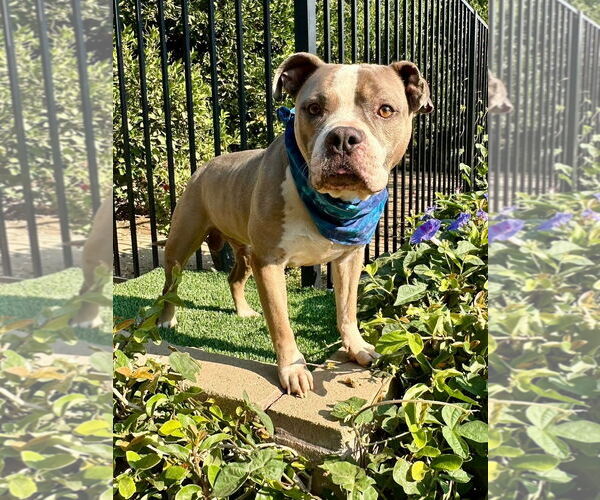Medium Photo #10 American Pit Bull Terrier-Unknown Mix Puppy For Sale in Redlands, CA, USA