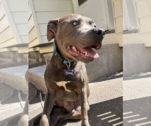 Mutt Dogs for adoption in St. Cloud, MN, USA