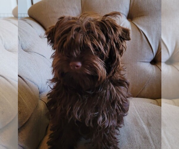 Medium Photo #6 Yorkipoo Puppy For Sale in LAKESIDE, CA, USA