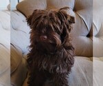 Small #5 Yorkipoo