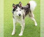 Small Siberian Husky