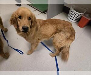Golden Retriever Dogs for adoption in Corona, CA, USA