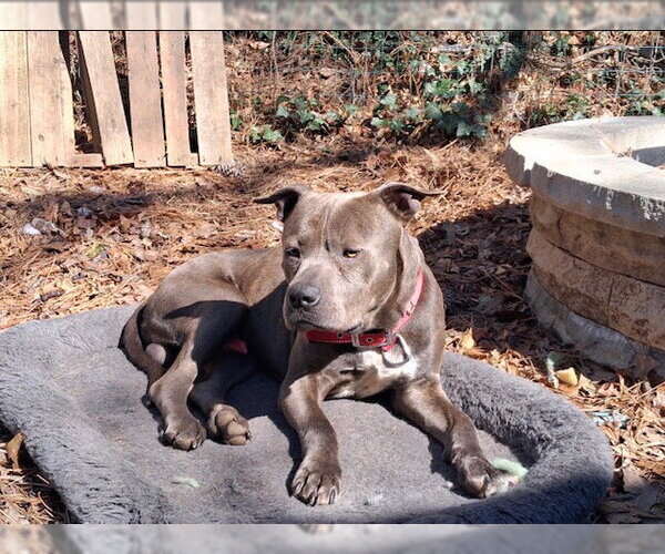 Medium Photo #8 American Pit Bull Terrier-Staffordshire Bull Terrier Mix Puppy For Sale in Atlanta, GA, USA