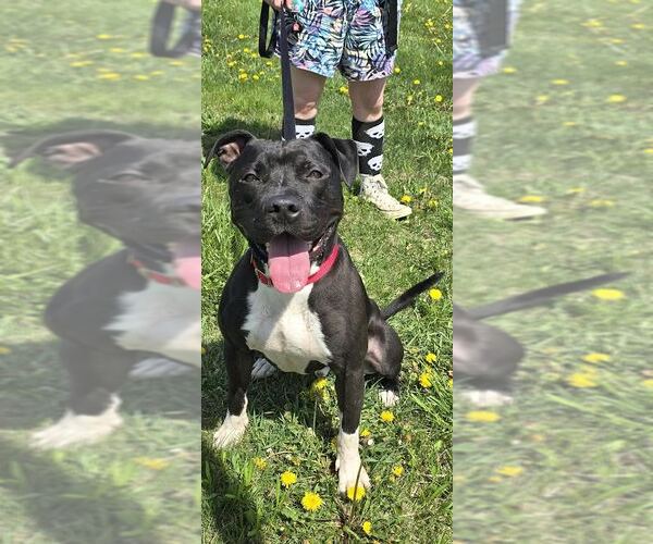 Medium Photo #5 American Pit Bull Terrier-Unknown Mix Puppy For Sale in Oskaloosa, IA, USA