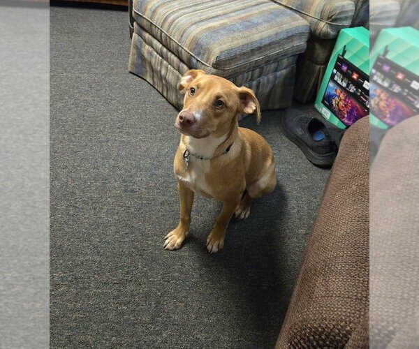 Medium Photo #3 Mutt Puppy For Sale in Springdale, PA, USA