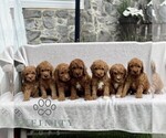 Small #1 Goldendoodle (Miniature)