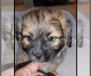 Lhasa Apso-Maltipoo Mix Puppy for Sale in SACRAMENTO, California USA