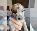 Small #2 Daniff-Neapolitan Mastiff Mix