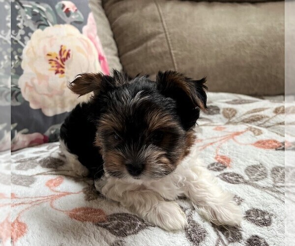 Medium Photo #16 Biewer Terrier Puppy For Sale in CANBY, OR, USA