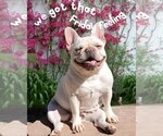 Small Photo #1 French Bulldog Puppy For Sale in SAINT LOUIS, MO, USA
