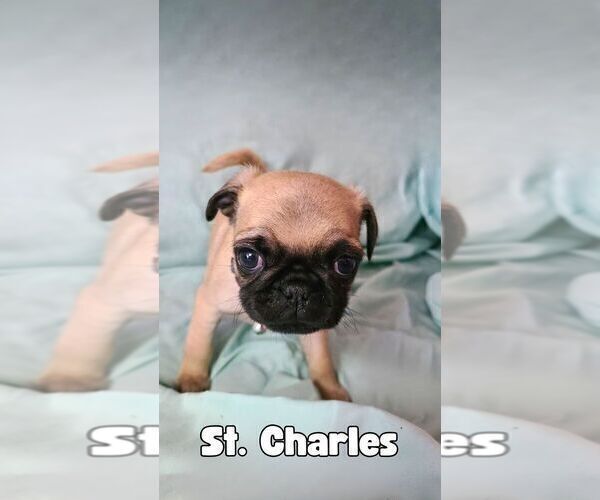 Medium Photo #8 Pug Puppy For Sale in LYNDON CENTER, VT, USA