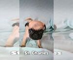 Puppy St Charles sold Pug