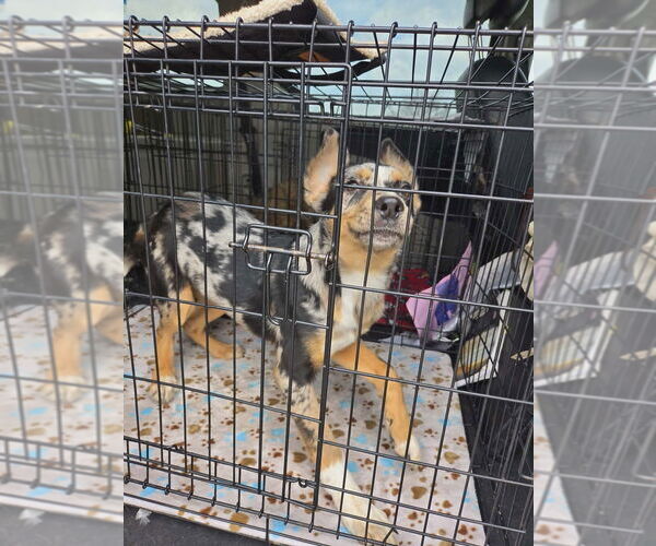 Medium Photo #3 Australian Shepherd Puppy For Sale in Aurora, IN, USA