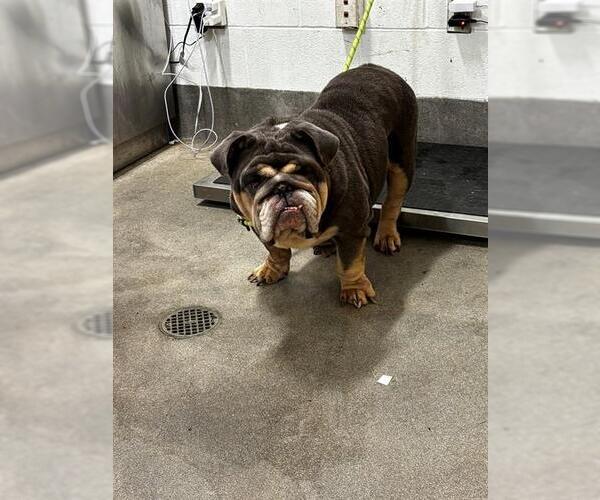 Medium Photo #1 Bulldog Puppy For Sale in Forestville, MD, USA