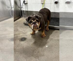 Bulldog Dogs for adoption in Forestville, MD, USA