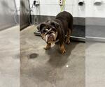 *STELLA - Female Bulldog Dog for Adoption - Small photo