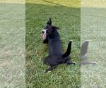 Small #3 Labrador Retriever Mix