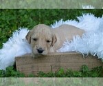 Small Photo #6 Goldendoodle Puppy For Sale in MIFFLINBURG, PA, USA