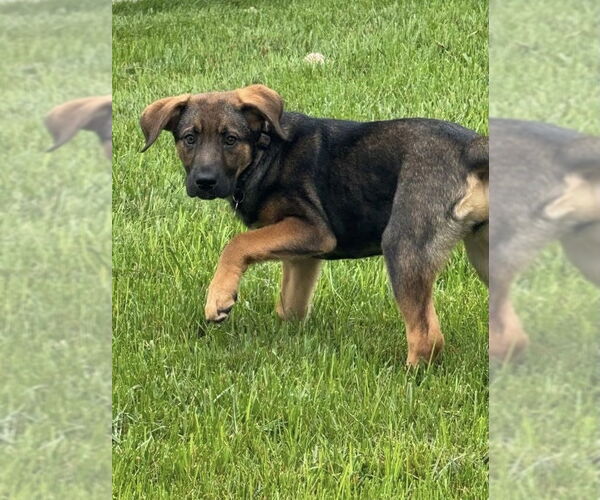Medium Photo #3 Mutt Puppy For Sale in Mount Laurel, NJ, USA