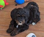 Small Photo #2 Goldendoodle (Miniature) Puppy For Sale in PLACERVILLE, CA, USA
