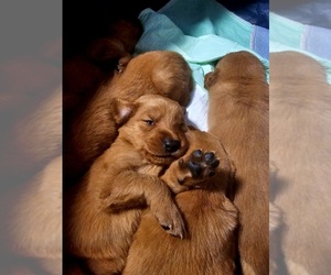 Golden Retriever Puppy for Sale in SALISBURY, North Carolina USA