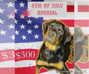 Rottweiler Litter for sale in ARAB, AL, USA