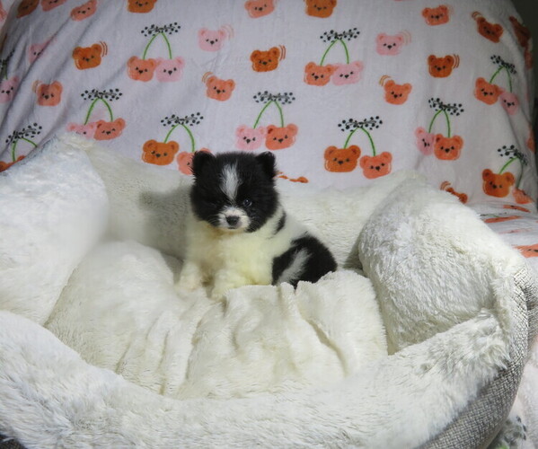 Medium Photo #7 Pomeranian Puppy For Sale in COOKEVILLE, TN, USA