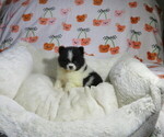 Small Photo #7 Pomeranian Puppy For Sale in COOKEVILLE, TN, USA