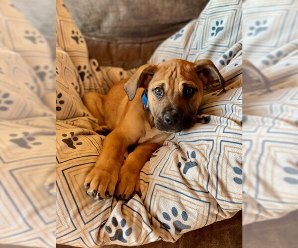 Medium Photo #5 Mutt Puppy For Sale in Duluth, MN, USA