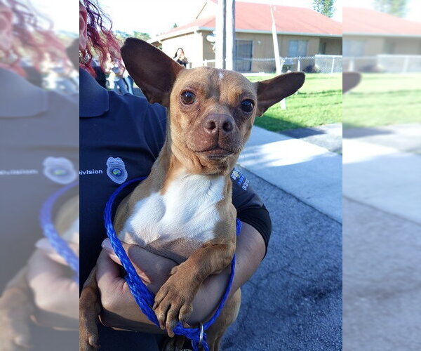 Medium Photo #1 Chihuahua Puppy For Sale in Fort Lauderdale, FL, USA