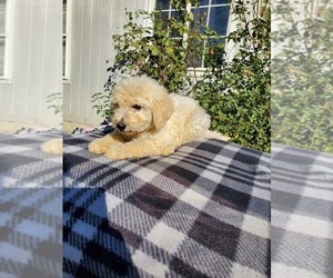 Mastiff-Poodle (Standard) Mix Puppy for sale in HERALD, CA, USA