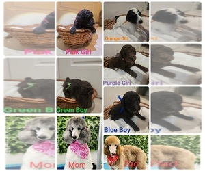 Poodle (Standard) Puppy for sale in KISSIMMEE, FL, USA
