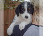 Small #4 Australian Shepherd Mix