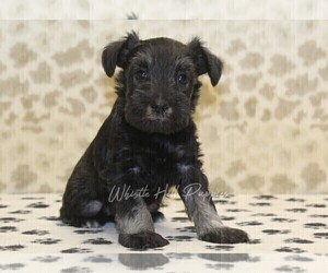 Schnauzer (Miniature) Puppy for sale in DENVER, PA, USA