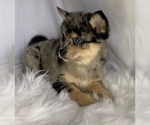 Small Photo #2 Pomsky Puppy For Sale in EDWARDSBURG, MI, USA