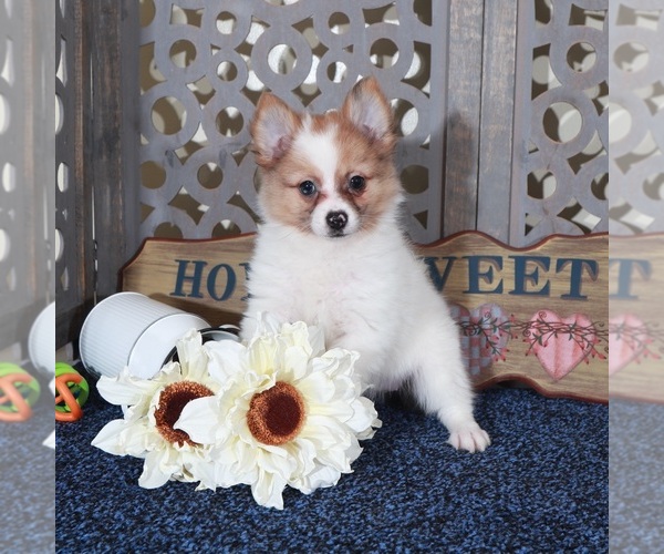 Medium Photo #4 Pomeranian Puppy For Sale in MOUNT VERNON, OH, USA