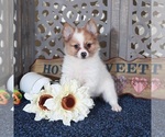 Small #3 Pomeranian