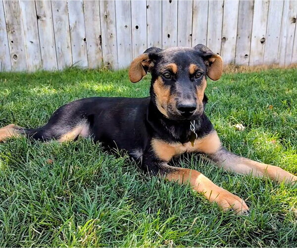 Medium Photo #23 Doberman Pinscher-German Shepherd Dog Mix Puppy For Sale in Sandy, UT, USA