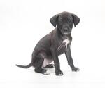 Small Great Dane Mix