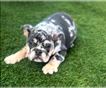 Small #9 English Bulldogge