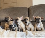 Small Photo #14 French Bulldog Puppy For Sale in MIDDLEBURG, FL, USA