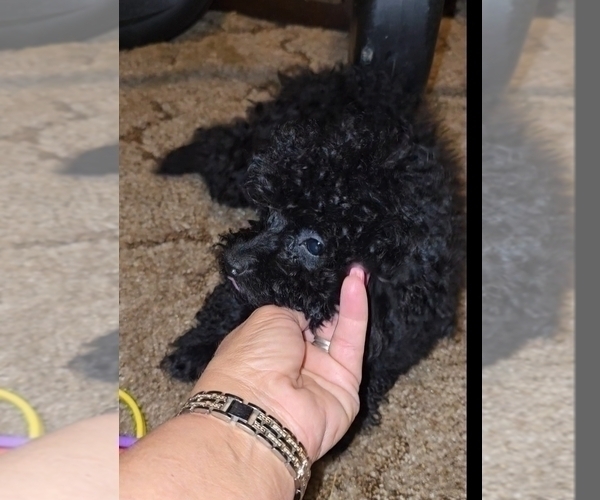 Medium Photo #19 Poodle (Toy) Puppy For Sale in DYERSBURG, TN, USA