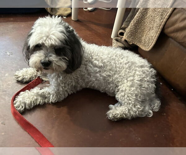 Medium Photo #1 Poochon Puppy For Sale in San Diego , CA, USA