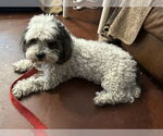 Small Poochon