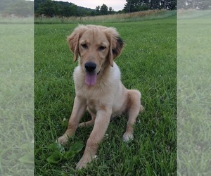 Golden Retriever Puppy for sale in FREDERICKSBURG, OH, USA