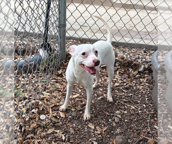 Medium Photo #2 Unknown-Whippet Mix Puppy For Sale in Rockaway, NJ, USA
