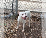 Small #1 Whippet Mix