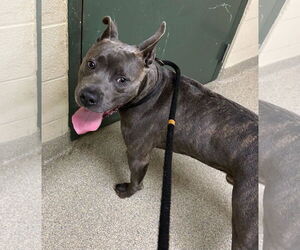 Staffordshire Bull Terrier-Unknown Mix Dogs for adoption in Virginia Beach, VA, USA