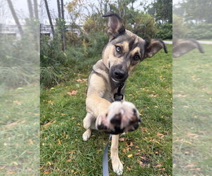 Winnie - Female Siberian Husky-Unknown Mix Dog for Adoption - Photo #3